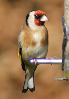 Goldfinch